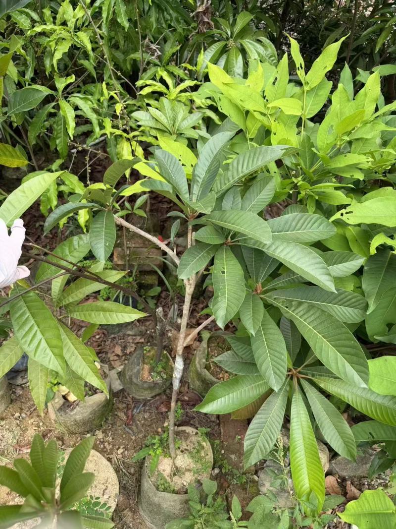 妈咪果树苗