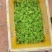 广西夜香花（大糯花）