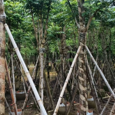 火焰木8-12分规格齐全，基地直销，低价出售