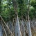 火焰木8-12分规格齐全，基地直销，低价出售
