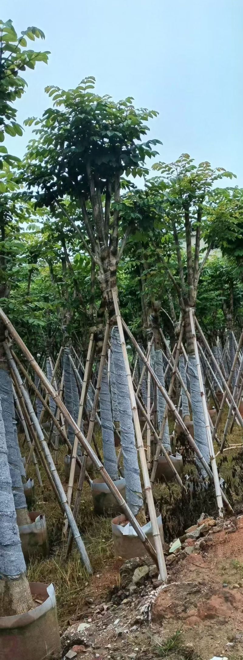 火焰木8-12分规格齐全，基地直销，低价出售