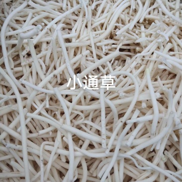 长期供应湖北高含量正品小通草，筛选过量大量小可以私信我！