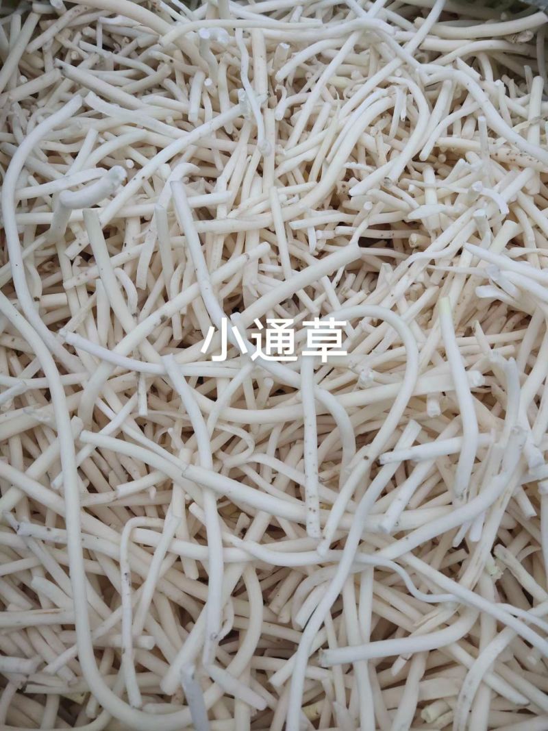 长期供应湖北高含量正品小通草，筛选过量大量小可以私信我！