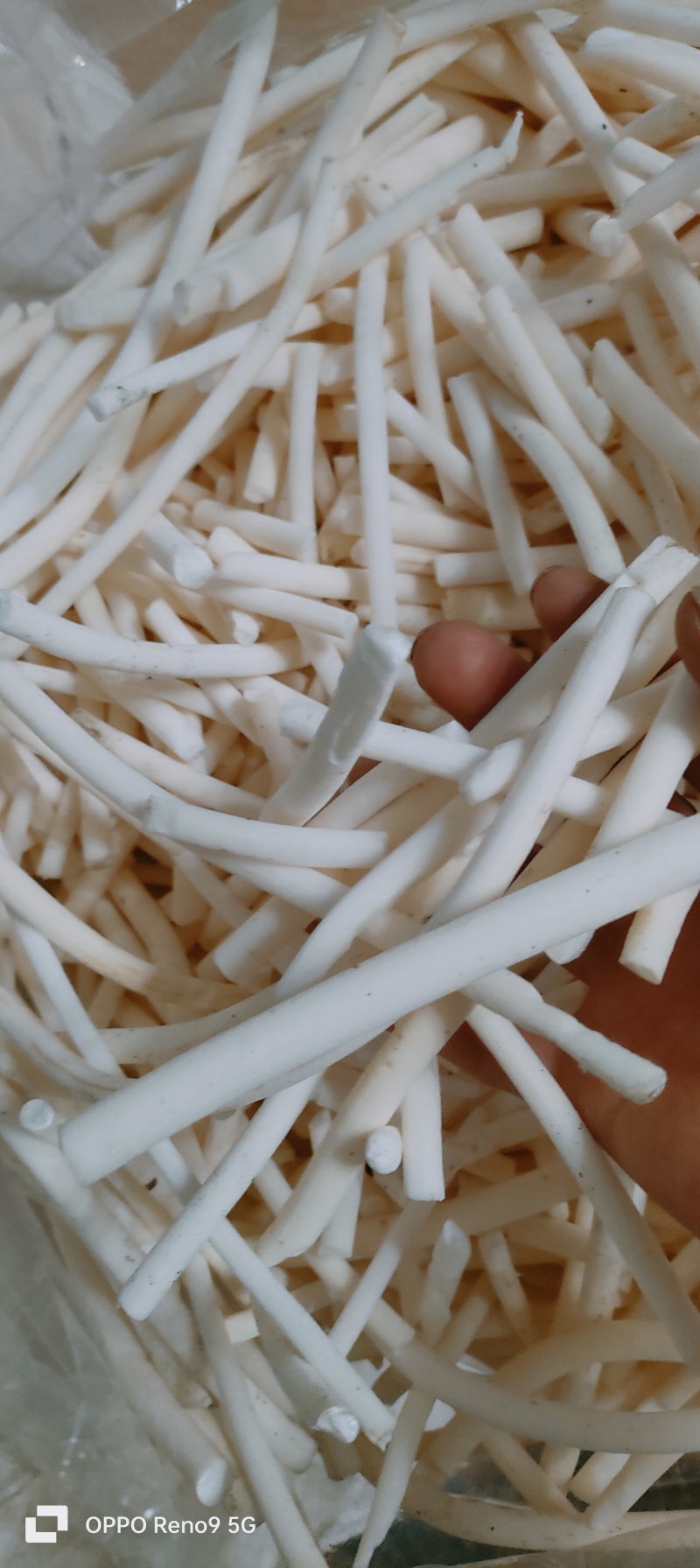 长期供应湖北高含量正品小通草，筛选过量大量小可以私信我！