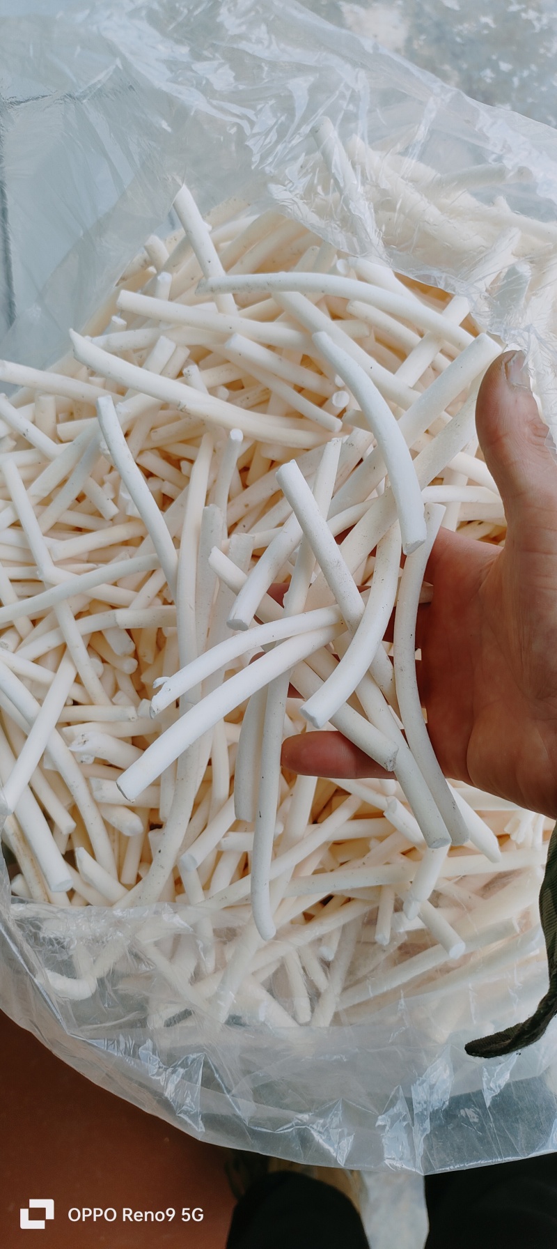 长期供应湖北高含量正品小通草，筛选过量大量小可以私信我！