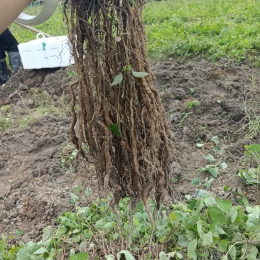 粉防己苗