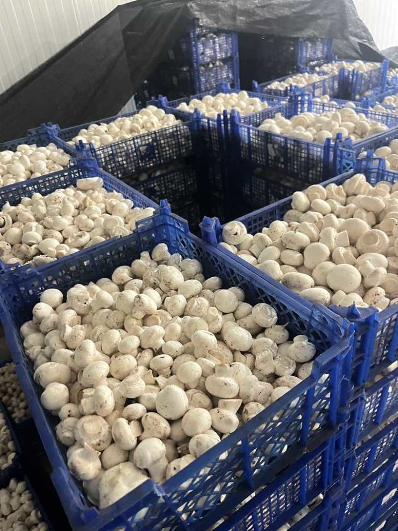双孢菇通菇现货