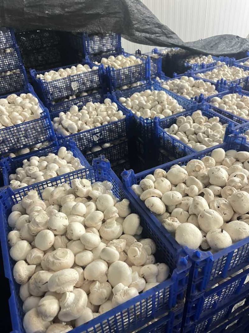 双孢菇通菇现货