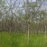 【苗圃直供｜栾树现货】栾树现货，胸径15，冠幅5-6米