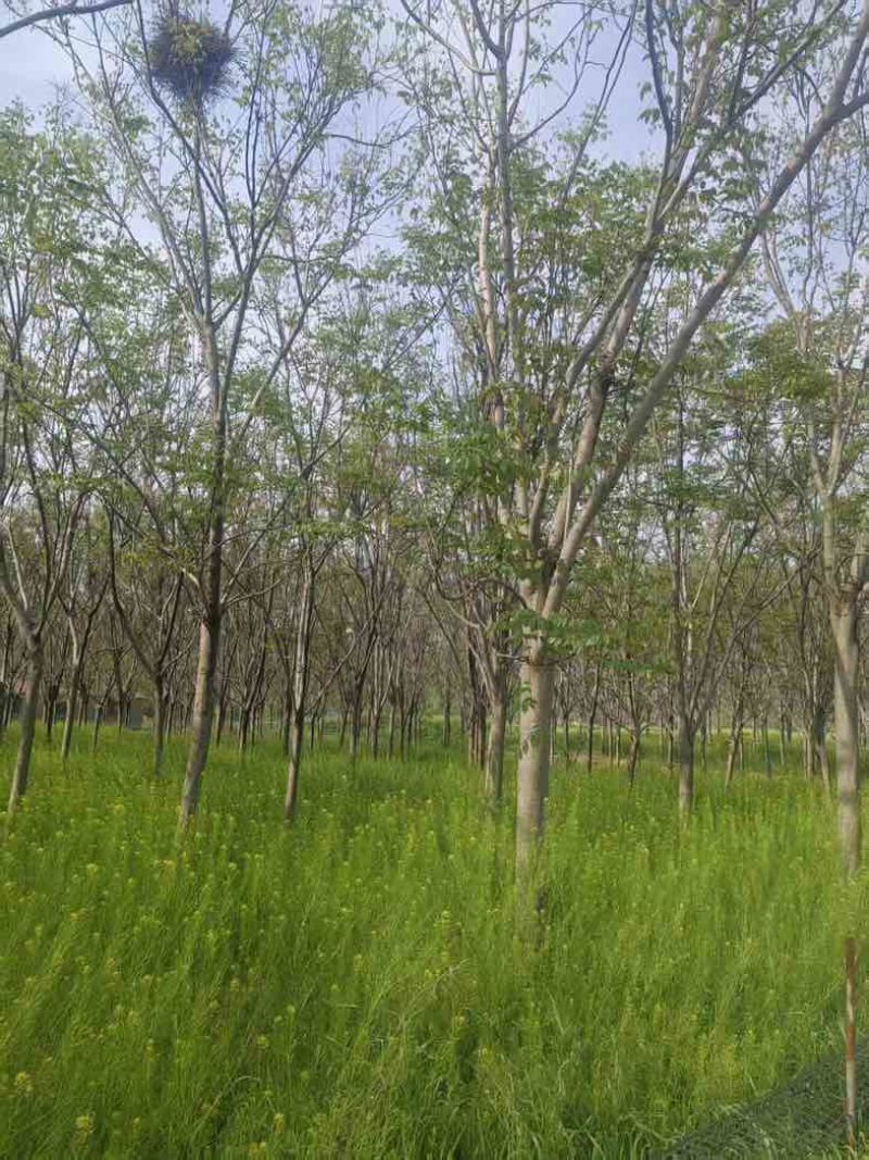 【苗圃直供｜栾树现货】栾树现货，胸径15，冠幅5-6米