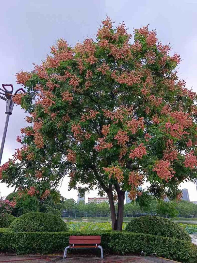 【苗圃直供｜栾树现货】栾树现货，胸径15，冠幅5-6米