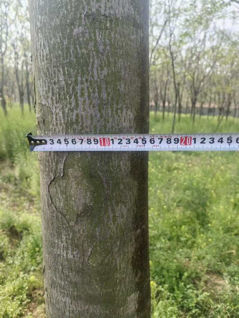 【苗圃直供｜栾树现货】栾树现货，胸径15，冠幅5-6米