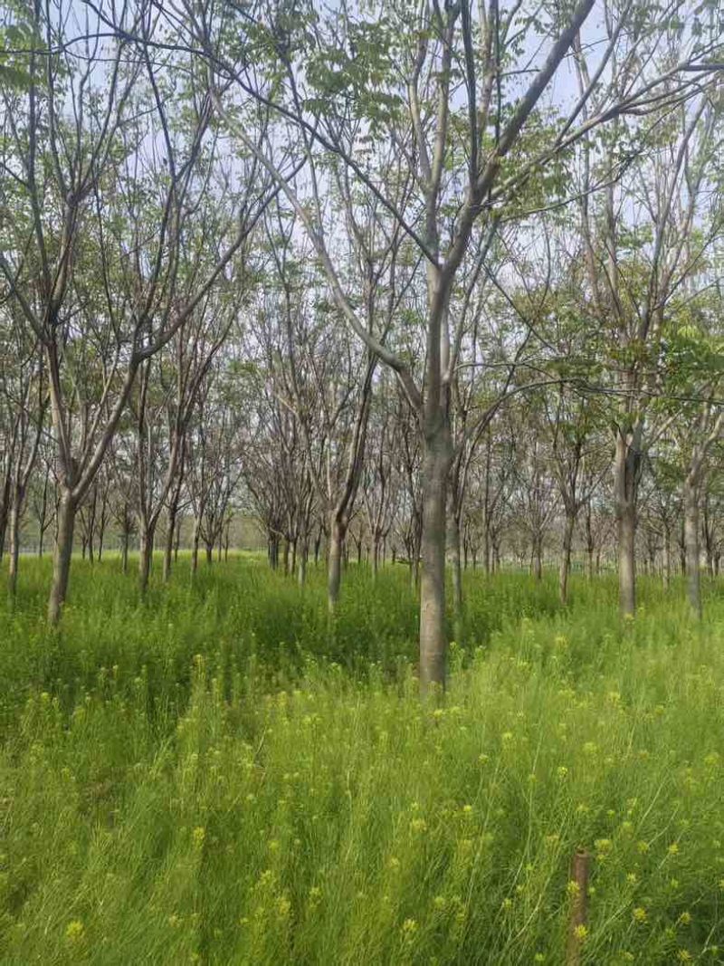 【苗圃直供｜栾树现货】栾树现货，胸径15，冠幅5-6米