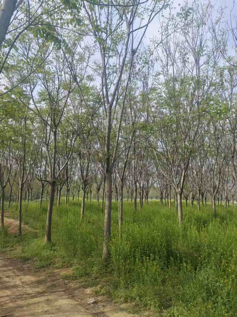 【苗圃直供｜栾树现货】栾树现货，胸径15，冠幅5-6米