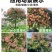 【苗圃直供｜栾树现货】栾树现货，胸径15，冠幅5-6米