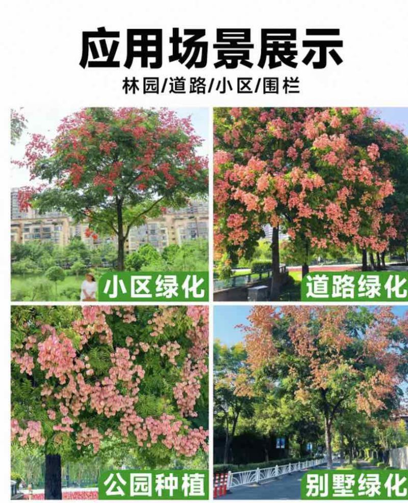 【苗圃直供｜栾树现货】栾树现货，胸径15，冠幅5-6米