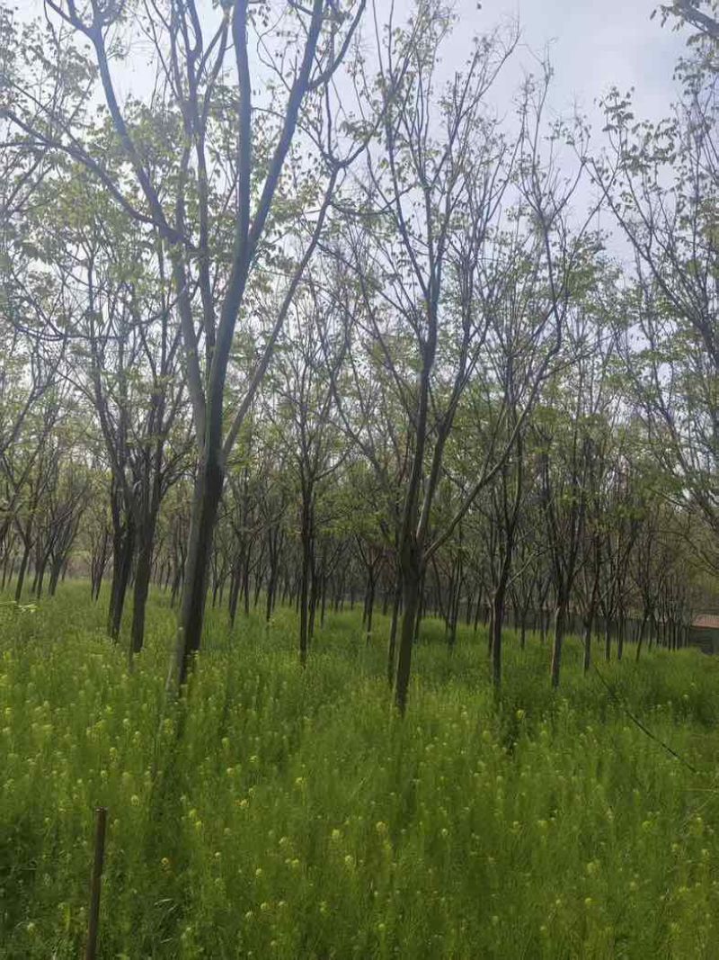 【苗圃直供｜栾树现货】栾树现货，胸径15，冠幅5-6米