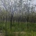 【苗圃直供｜栾树现货】栾树现货，胸径15，冠幅5-6米