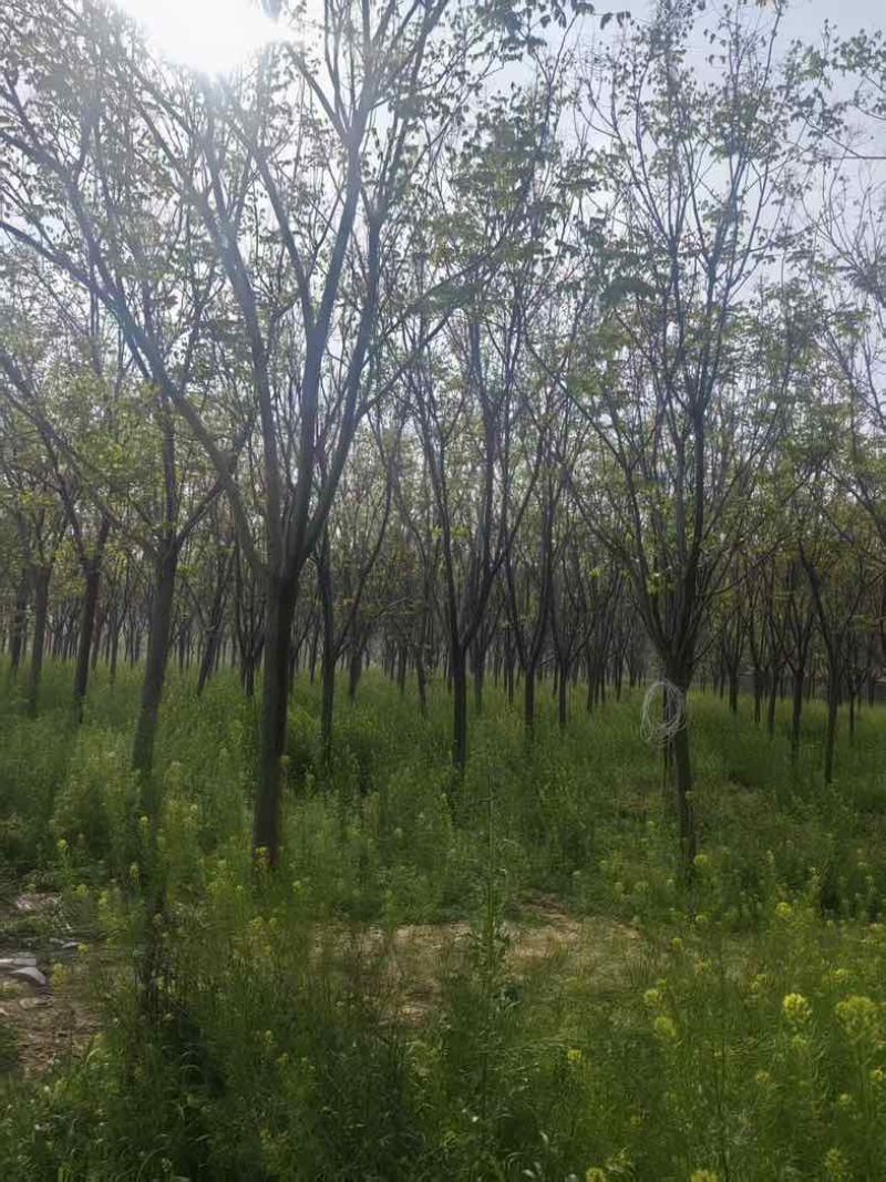 【苗圃直供｜栾树现货】栾树现货，胸径15，冠幅5-6米