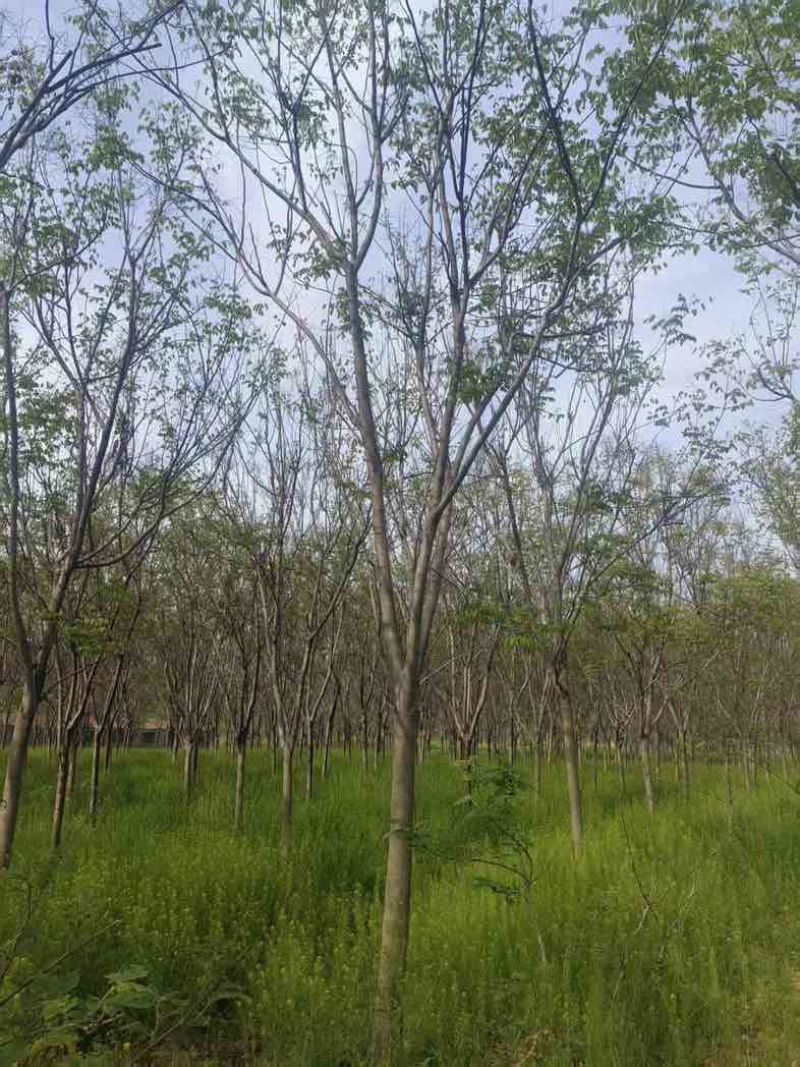 【苗圃直供｜栾树现货】栾树现货，胸径15，冠幅5-6米
