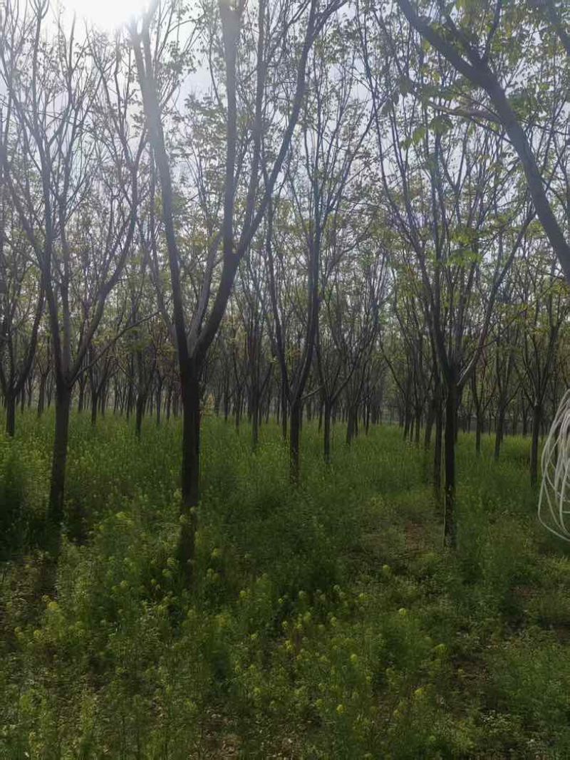 【苗圃直供｜栾树现货】栾树现货，胸径15，冠幅5-6米