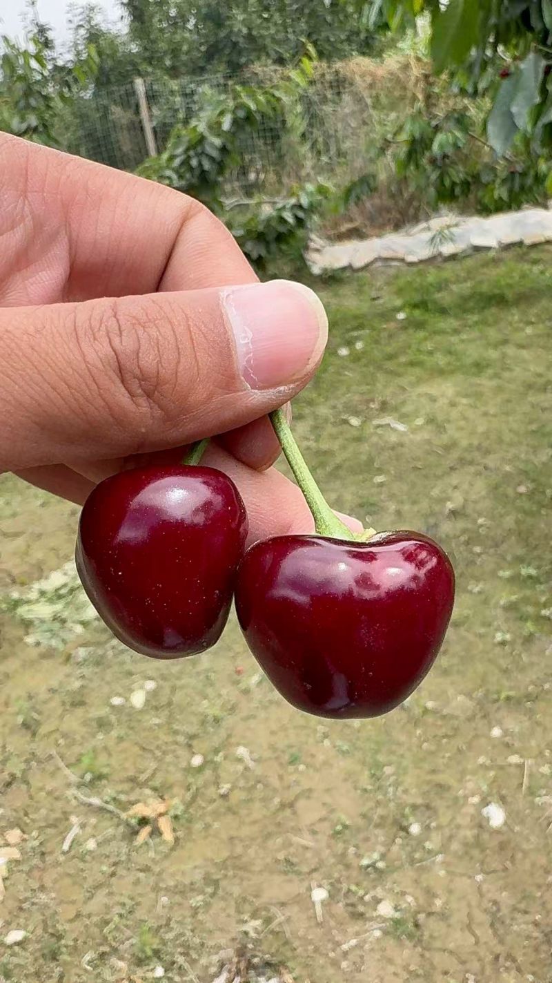 莎车大樱桃