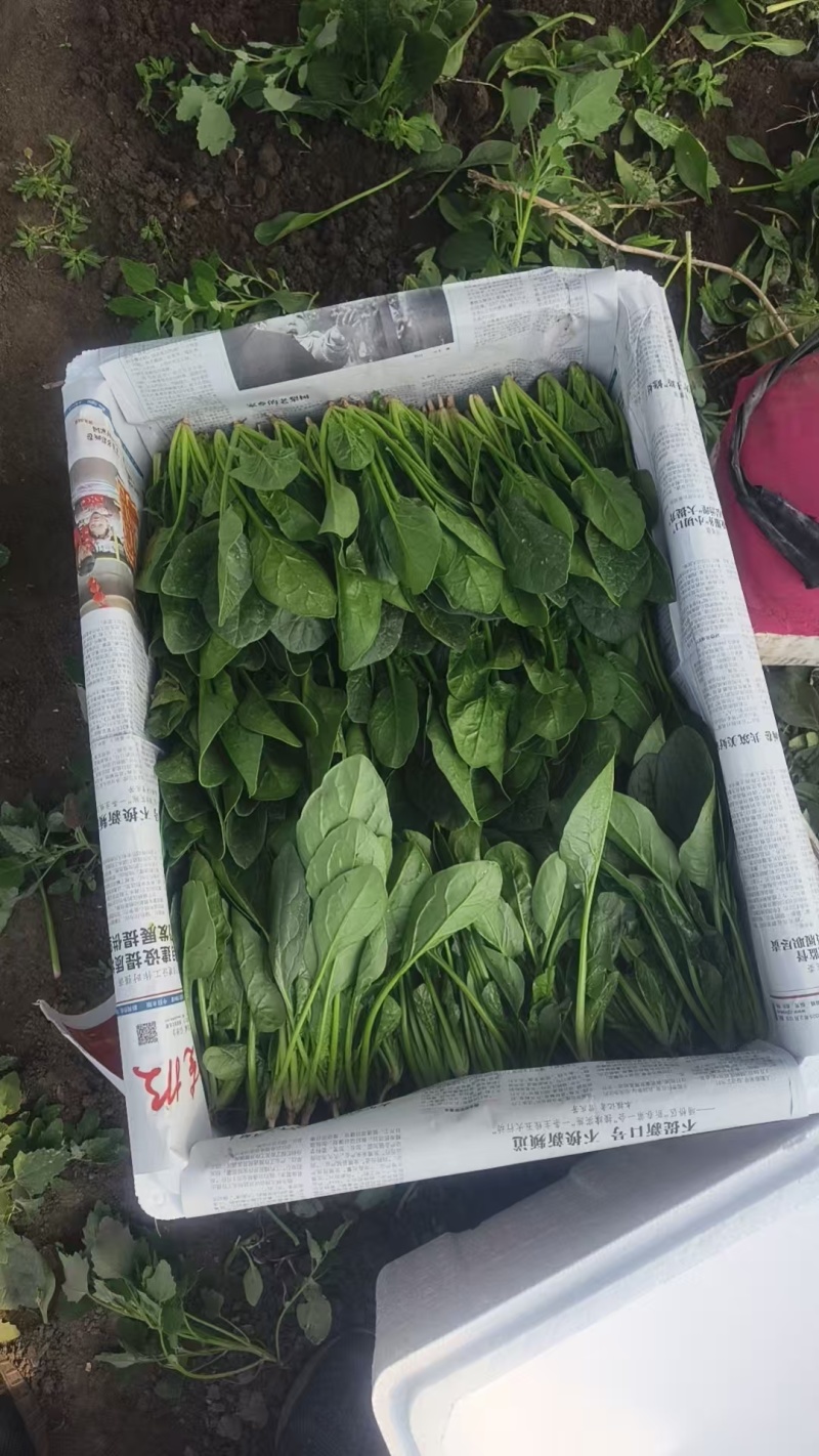 产地直销菠菜苗