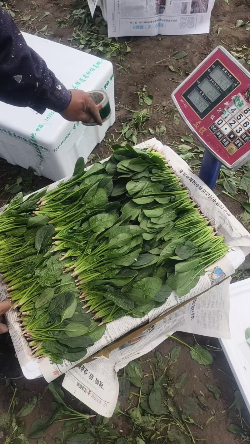 产地直销菠菜苗