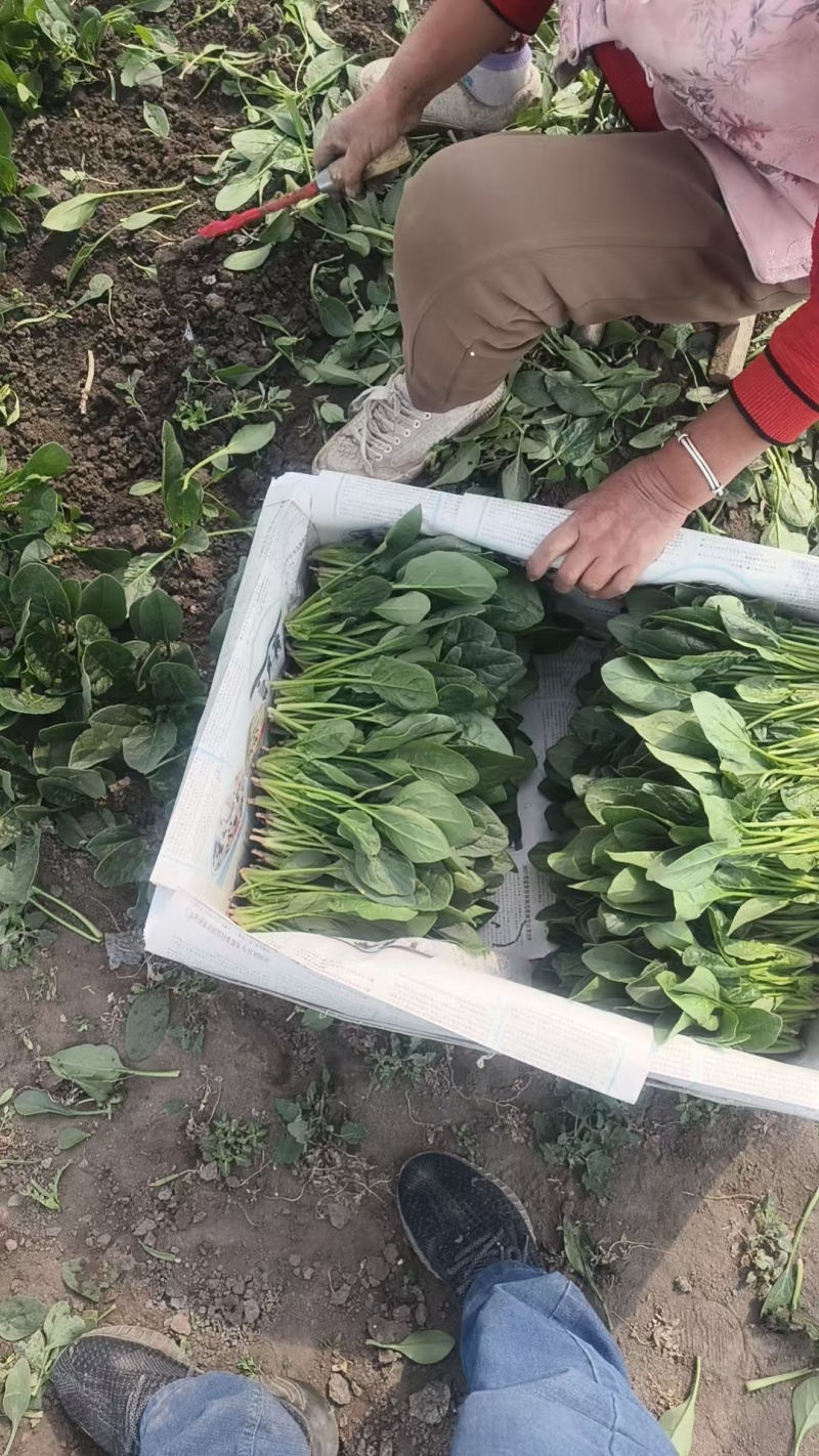 产地直销菠菜苗