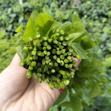 上午摘菜下午发货