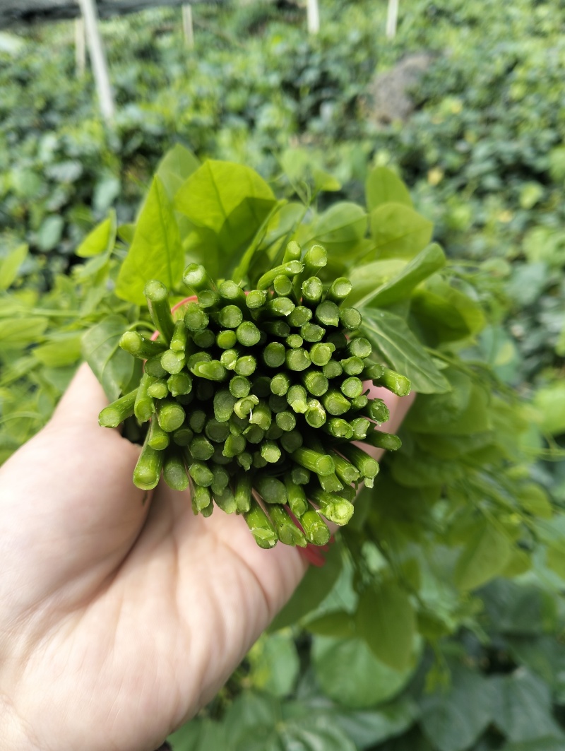 上午摘菜下午发货