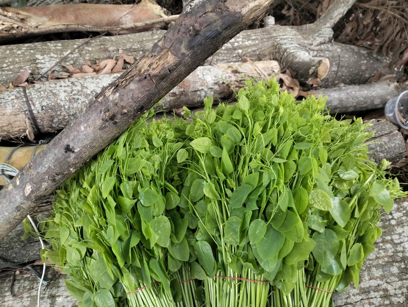 上午摘菜下午发货