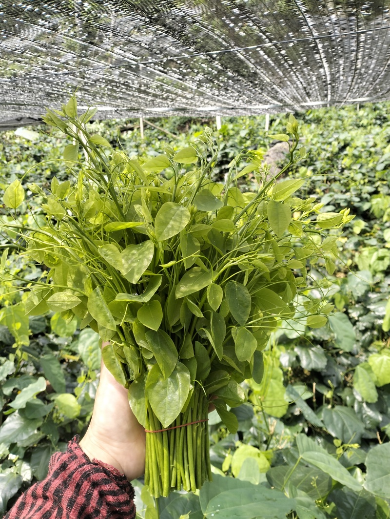 上午摘菜下午发货