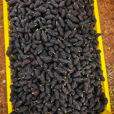 黑白桑椹