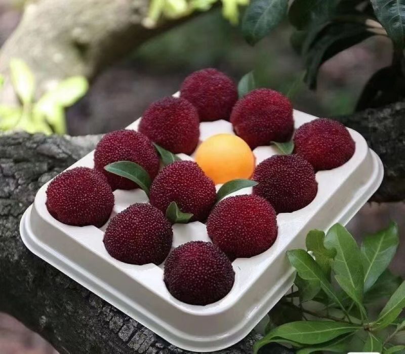 温州泰顺县高山东魁杨梅