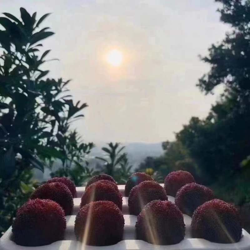 温州泰顺县高山东魁杨梅
