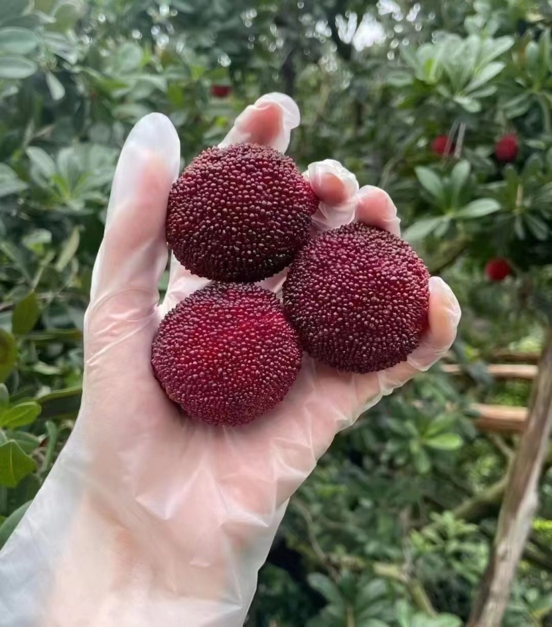 温州泰顺县高山东魁杨梅