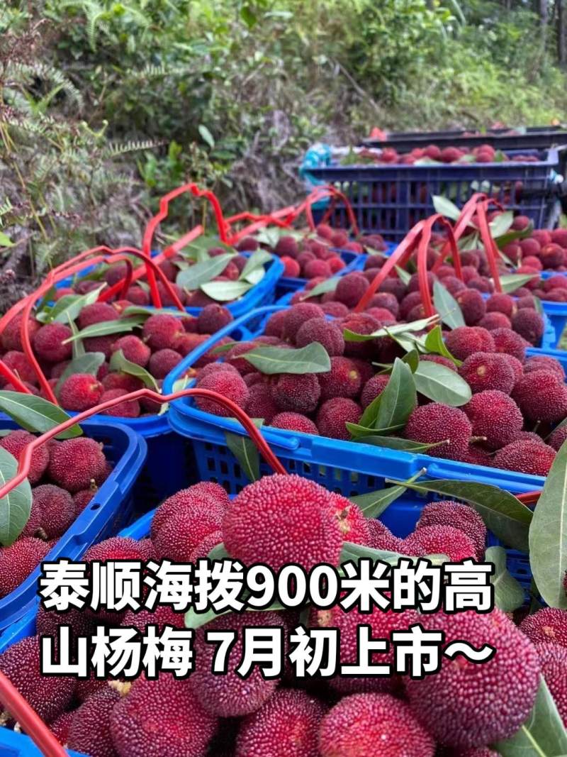 温州泰顺县高山东魁杨梅
