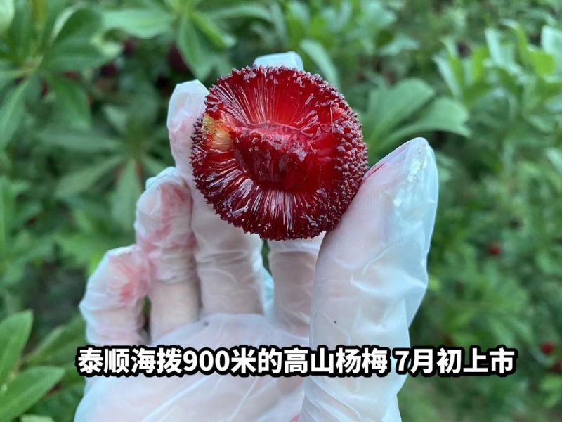 温州泰顺县高山东魁杨梅