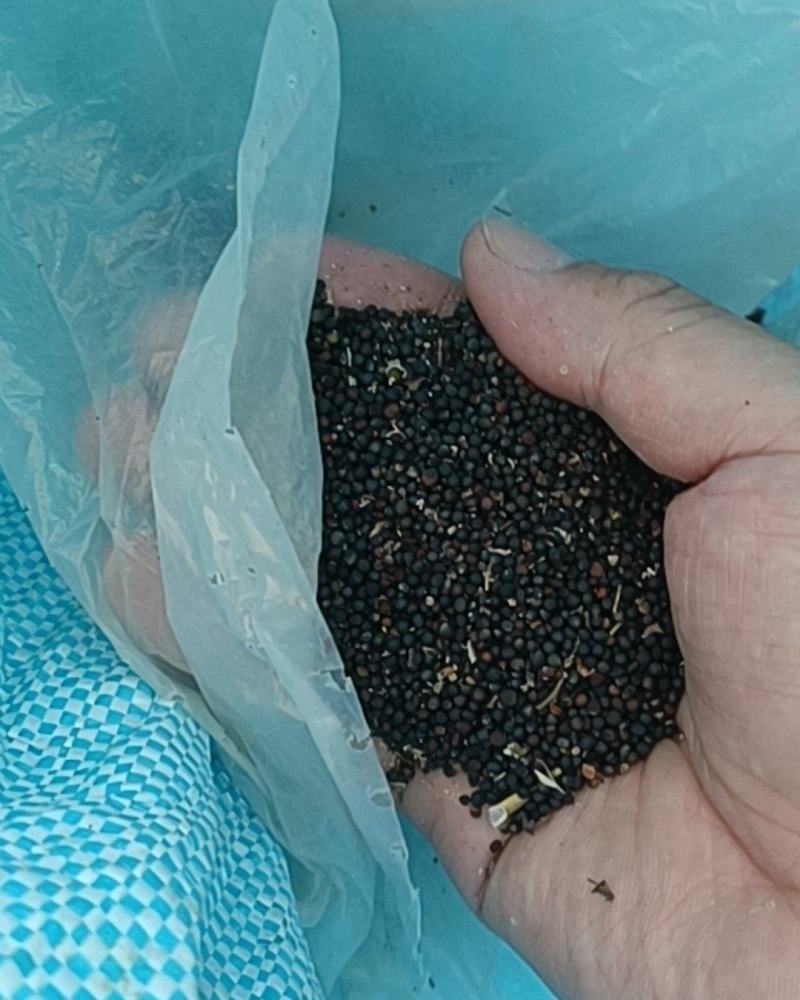 油菜籽