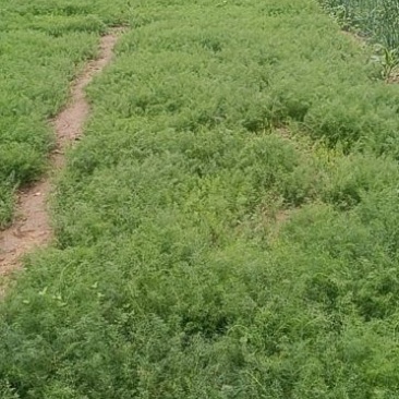 临邑茴香苗300后出货