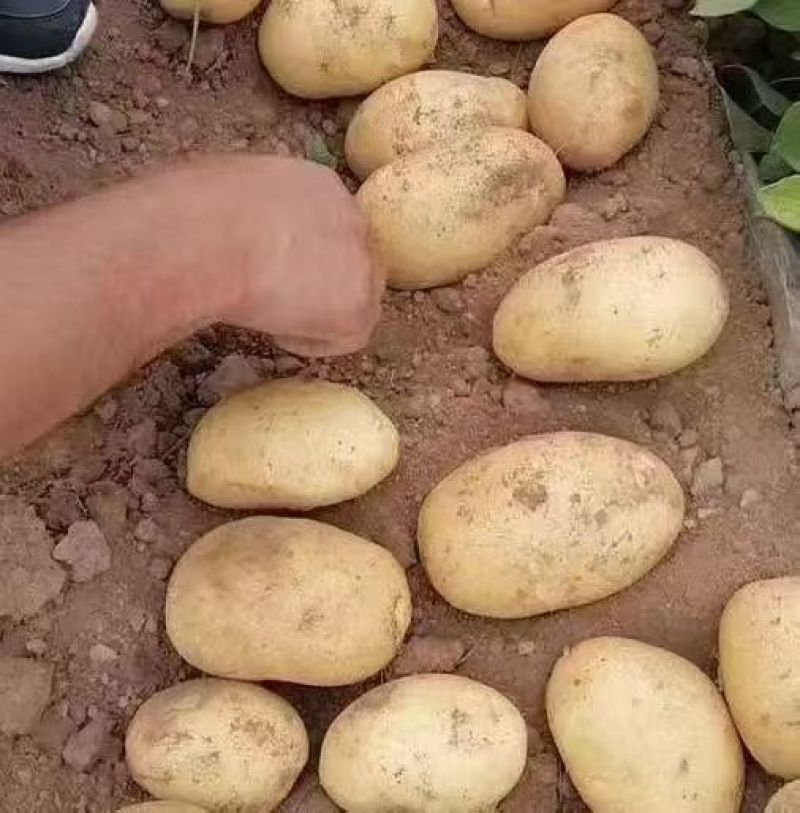 黄心土豆
