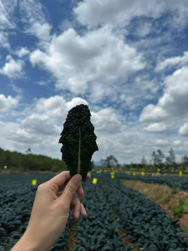 鲜食羽衣甘蓝皱叶菜产地直发