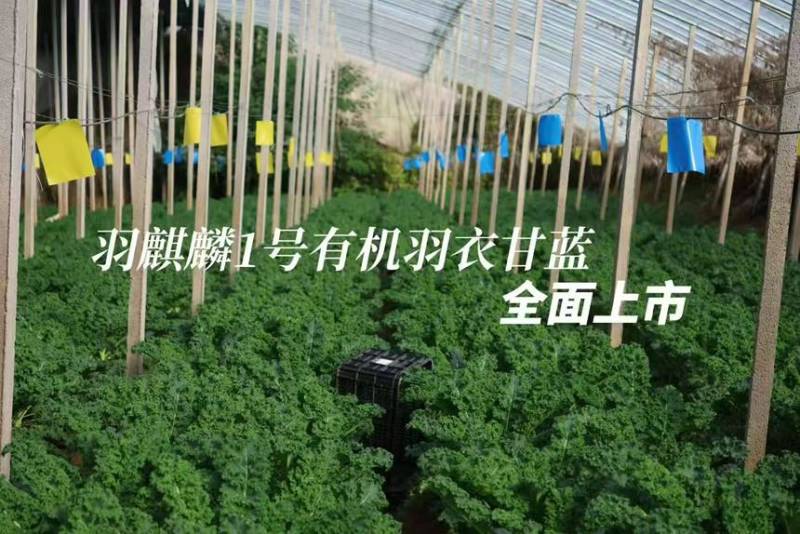 鲜食羽衣甘蓝皱叶菜产地直发