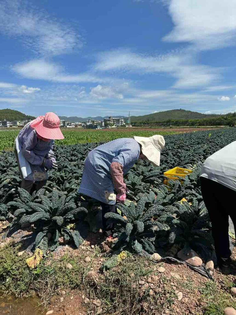 鲜食羽衣甘蓝皱叶菜产地直发