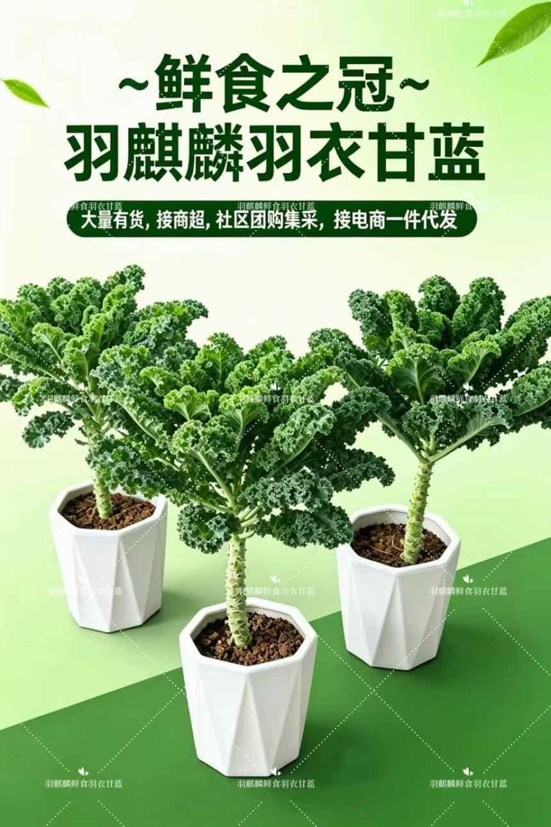 鲜食羽衣甘蓝皱叶菜产地直发