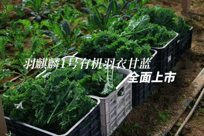 鲜食羽衣甘蓝皱叶菜产地直发