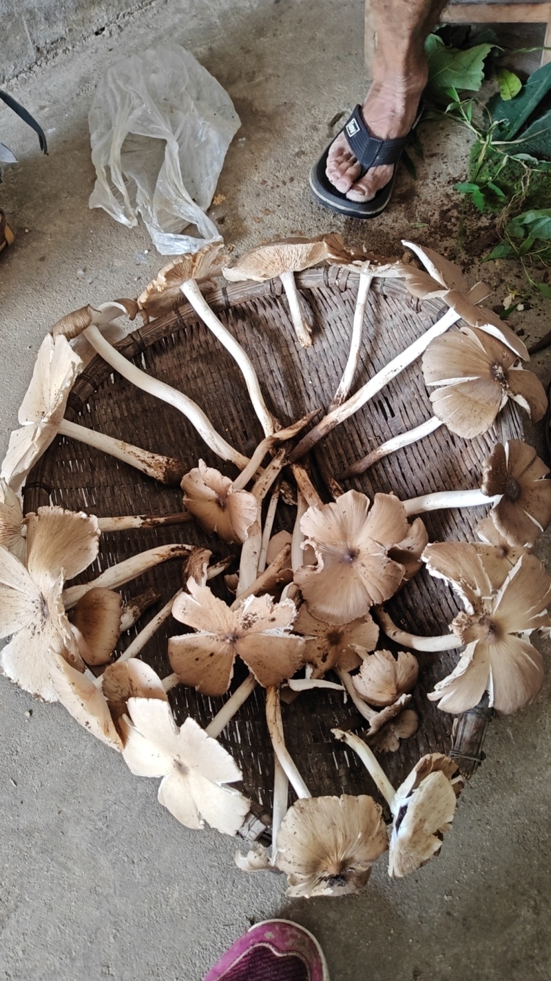 云南野生菌