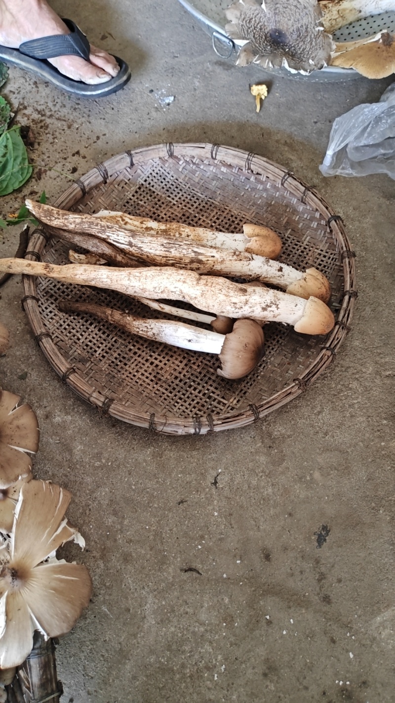 云南野生菌