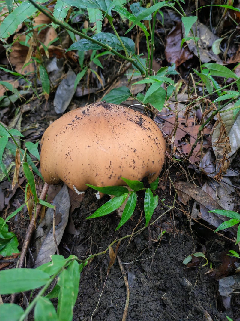 云南野生菌